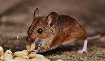24 Hour & Emergency Exterminators in Somerville, VA